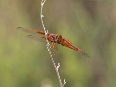 Flame Skimmer 1.jpg