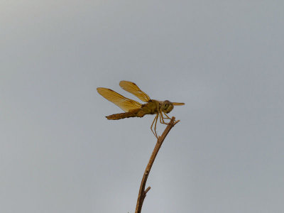 Mexican Amberwing 1.jpg