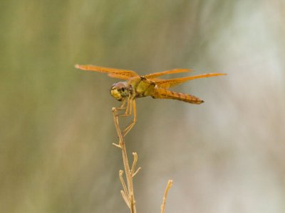 Mexican Amberwing 2.jpg