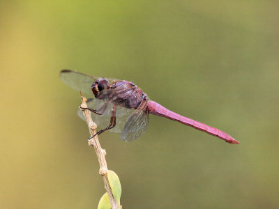 Roseate Skimmer 1.jpg