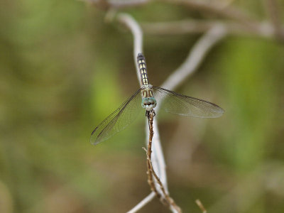 Unknown Dragonfly 1.jpg