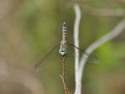 Unknown Dragonfly 2.jpg