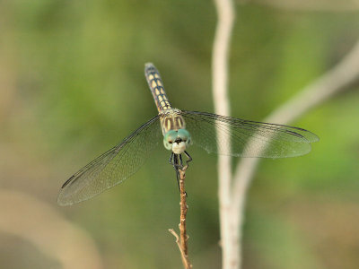 Unknown Dragonfly 3.jpg
