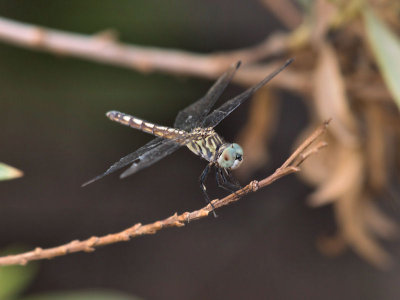 Unknown Dragonfly 4.jpg