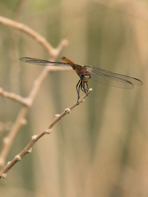 Unknown Dragonfly 5.jpg