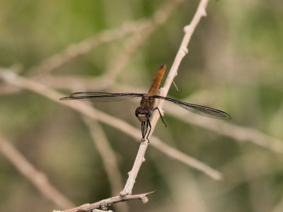 Unknown Dragonfly 6.jpg