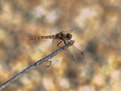 Variegated Meadowhawk 1.jpg