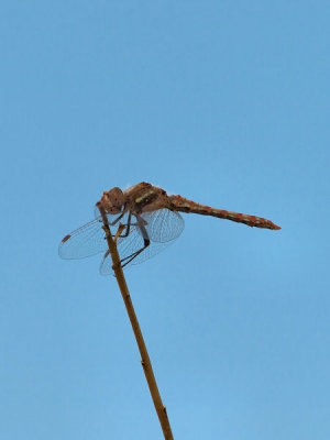 Variegated Meadowhawk 2 cropped.jpg