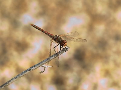 Variegated Meadowhawk 3.jpg