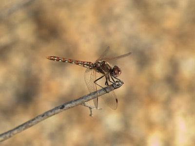 Variegated Meadowhawk 4.jpg