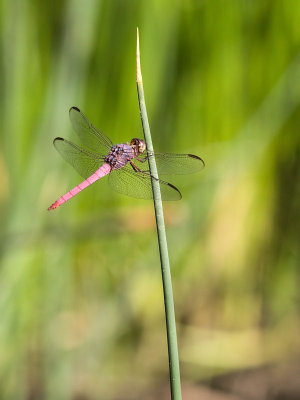 Roseate Skimmer 2.jpg