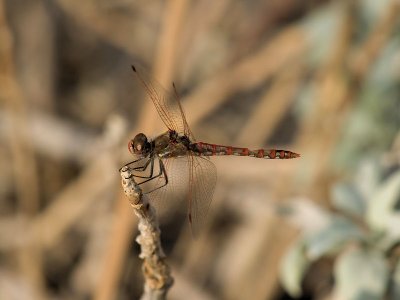 Variegated Meadowhawk 5.jpg