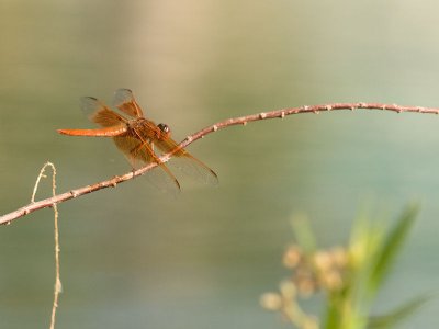 Flame Skimmer 2.jpg