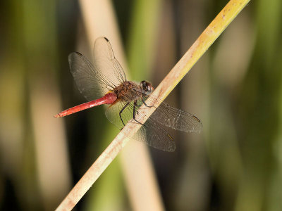 Red Tailed Pennant 1.jpg