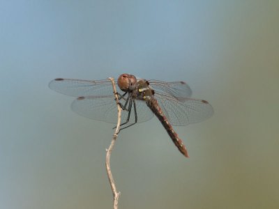 Variegated Meadowhawk 6.jpg