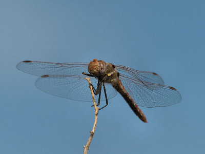 Variegated Meadowhawk 7.jpg