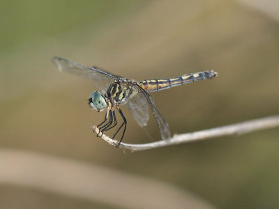 Unknown Dragonfly 7.jpg