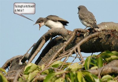 Eastern Kingbird Feeding Young