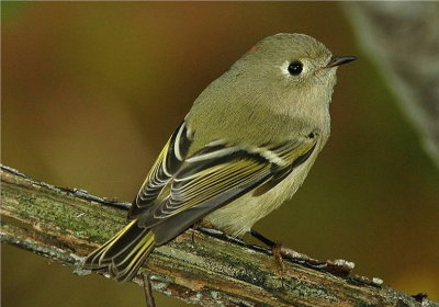 Ruby-crowned Kinglet.jpg