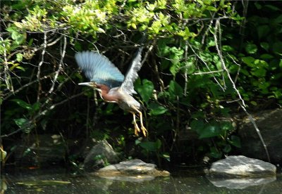 Green Heron