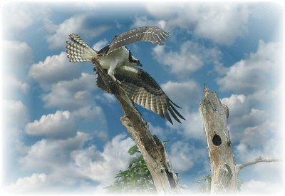 Osprey