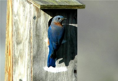 Eastern Bluebird