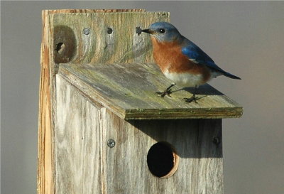 Eastern Bluebird