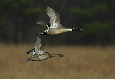 Northern Pintails in Flight