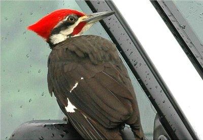 Pileated Woodpecker 45.JPG