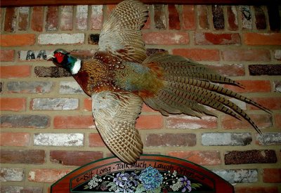 Ring-necked Pheasant Mount