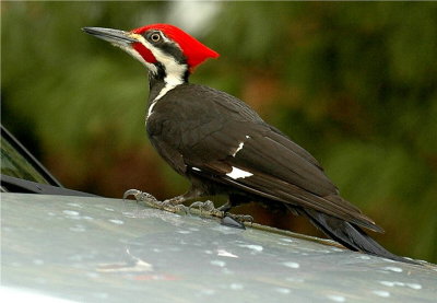 Pileated Woodpecker 48 .JPG