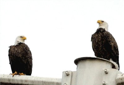 Bald Eagle