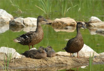 Mallard - Eclipse Plumage