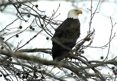 Bald Eagle