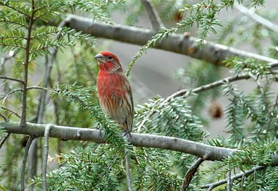 House Finch (Carpodacus mexicanus)