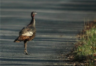 Wild Turkey (Meleagris gallopavo)