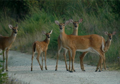 Whitetail Deer