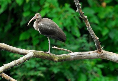 White Ibis - immature (Eudocimus albus)