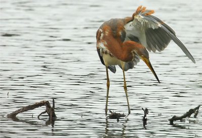 Tri-colored Heron (Egretta tricolor)