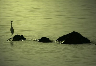 Great Egret