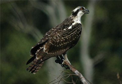 Osprey (Pandion haliaetus)