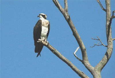 Osprey