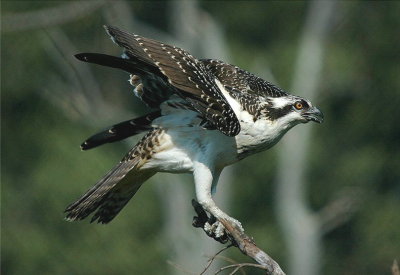 Osprey