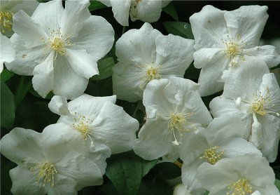 Mock Orange