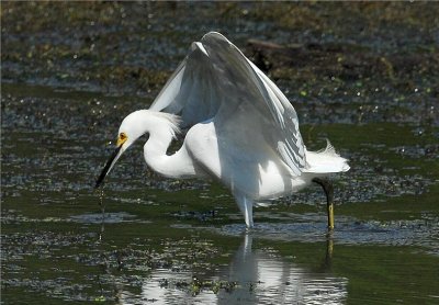 Snowy Egret