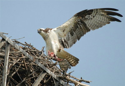 Osprey