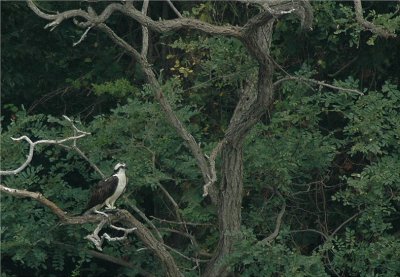 Osprey