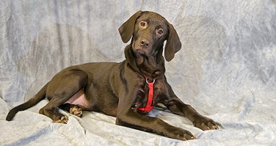 afh_dogs
