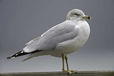 gulls__seabirds