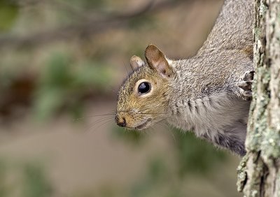 Squirrel